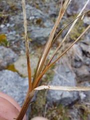 Carex petriei
