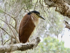 Nycticorax caledonicus