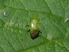 Apolygus spinolae