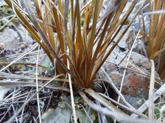 Carex petriei