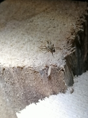 Anyphaena accentuata