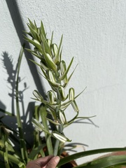Albuca fragrans
