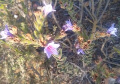 Lobostemon strigosus