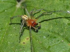 Cheiracanthium punctorium