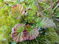 Geum cockaynei