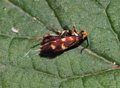 Micropterigidae