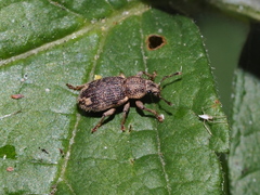 Mesagroicus piliferus