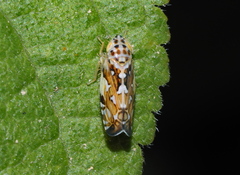Deltocephalinae