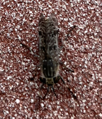 Haematopota pluvialis