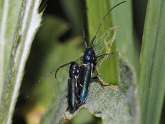 Agapanthiola leucaspis