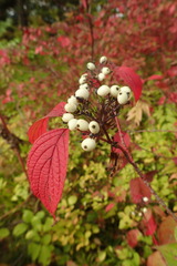 Cornus alba