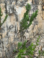 Colpoon compressum