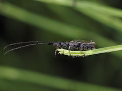 Theophilea subcylindricollis