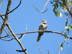 Colaptes auratus auratus