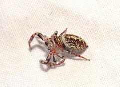 Opisthoncus quadratarius