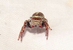 Opisthoncus quadratarius