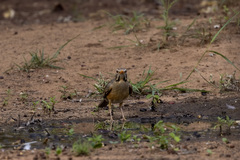 Turdus libonyana