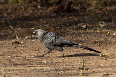 Corythaixoides concolor