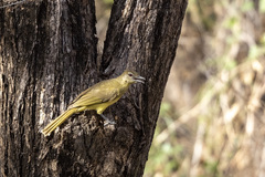 Chlorocichla flaviventris