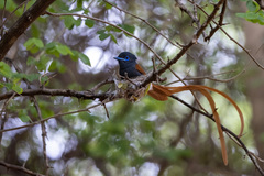 Terpsiphone viridis plumbeiceps