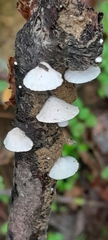 Panellus mitis