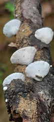 Panellus mitis