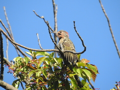 Colaptes auratus auratus