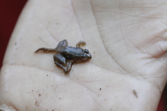 Occidozyga lima