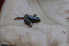 Occidozyga lima
