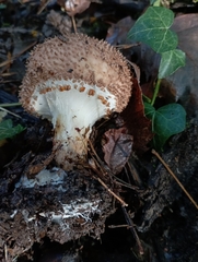 Echinoderma