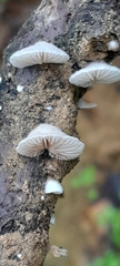 Panellus mitis