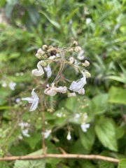 Equilabium laxiflorum