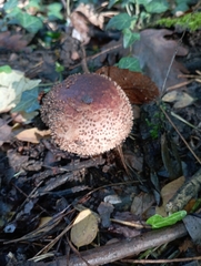 Echinoderma