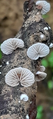 Panellus mitis