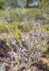 Lobostemon strigosus