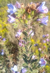 Lobostemon strigosus