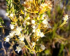 Cuscuta angulata