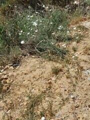 Convolvulus capensis