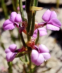 Muraltia satureioides