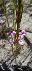 Muraltia satureioides