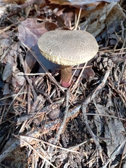 Xerocomellus chrysenteron