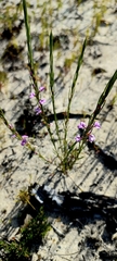 Muraltia satureioides