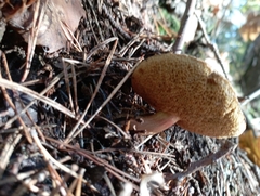 Xerocomellus chrysenteron