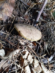 Xerocomellus chrysenteron