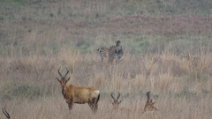 Alcelaphus buselaphus caama