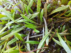 Plantago unibracteata