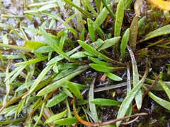 Plantago unibracteata