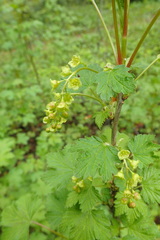 Ribes rubrum