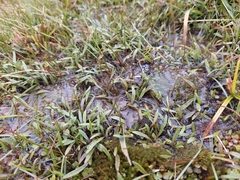 Plantago unibracteata