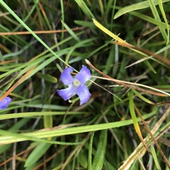 Gentianopsis simplex
